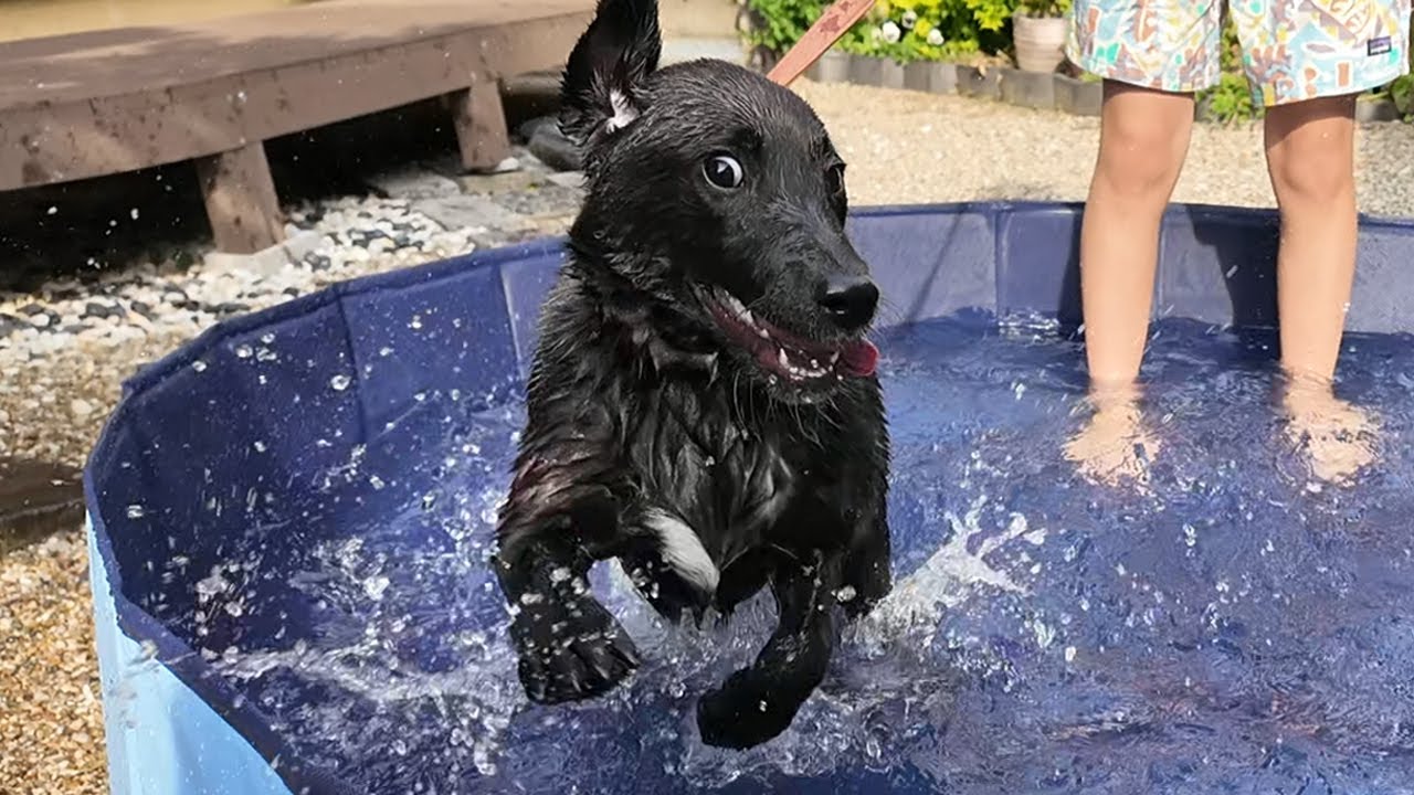 はじめてのプールでエンジン全開になる犬。