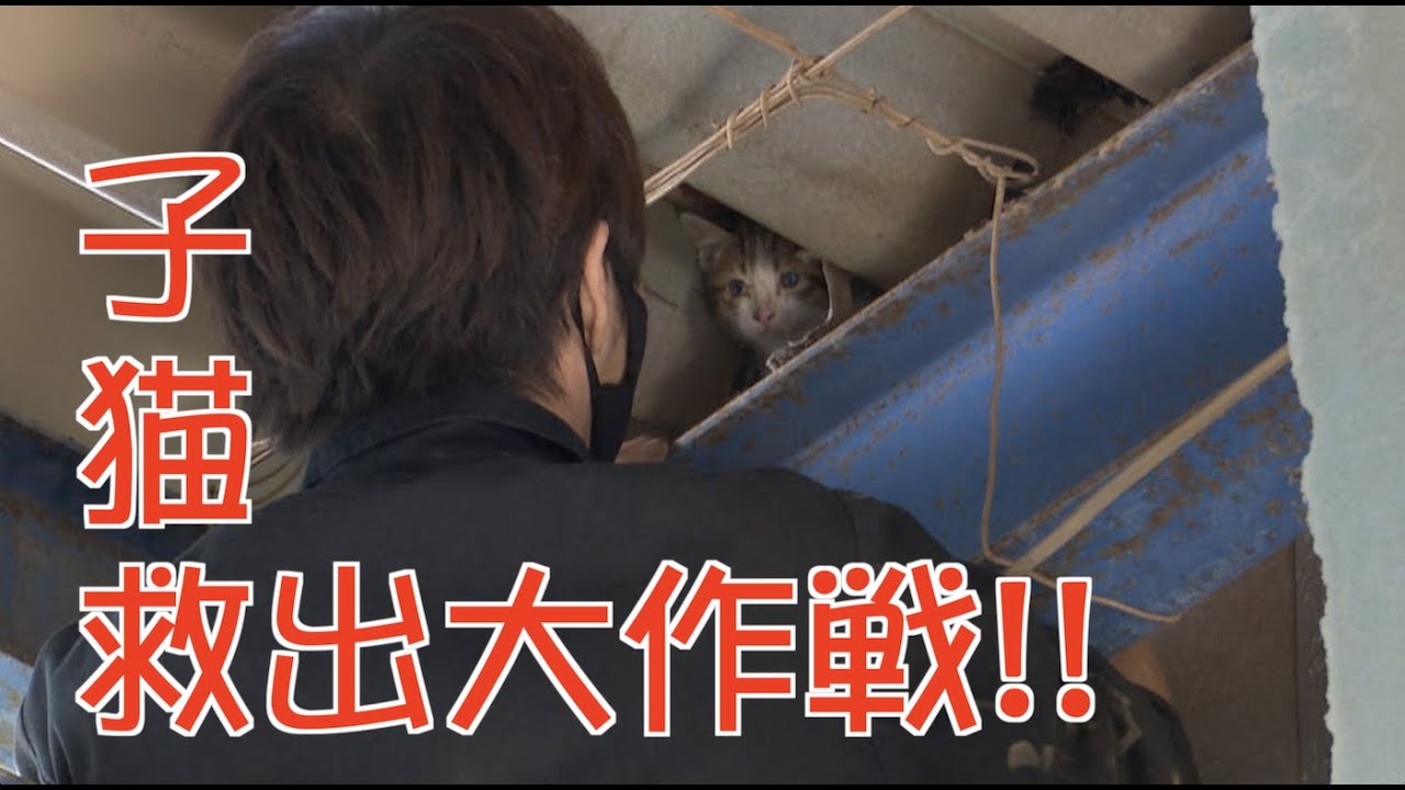 子猫救出大作戦!!