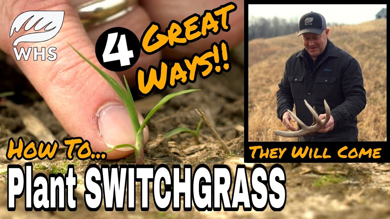 4 EZ Ways To Plant Switchgrass
