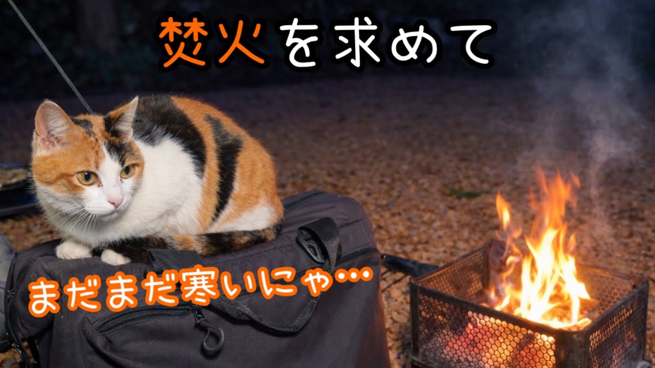 焚火の暖かさに引き寄せられて猫が来た！一緒に焚火で温まりました。