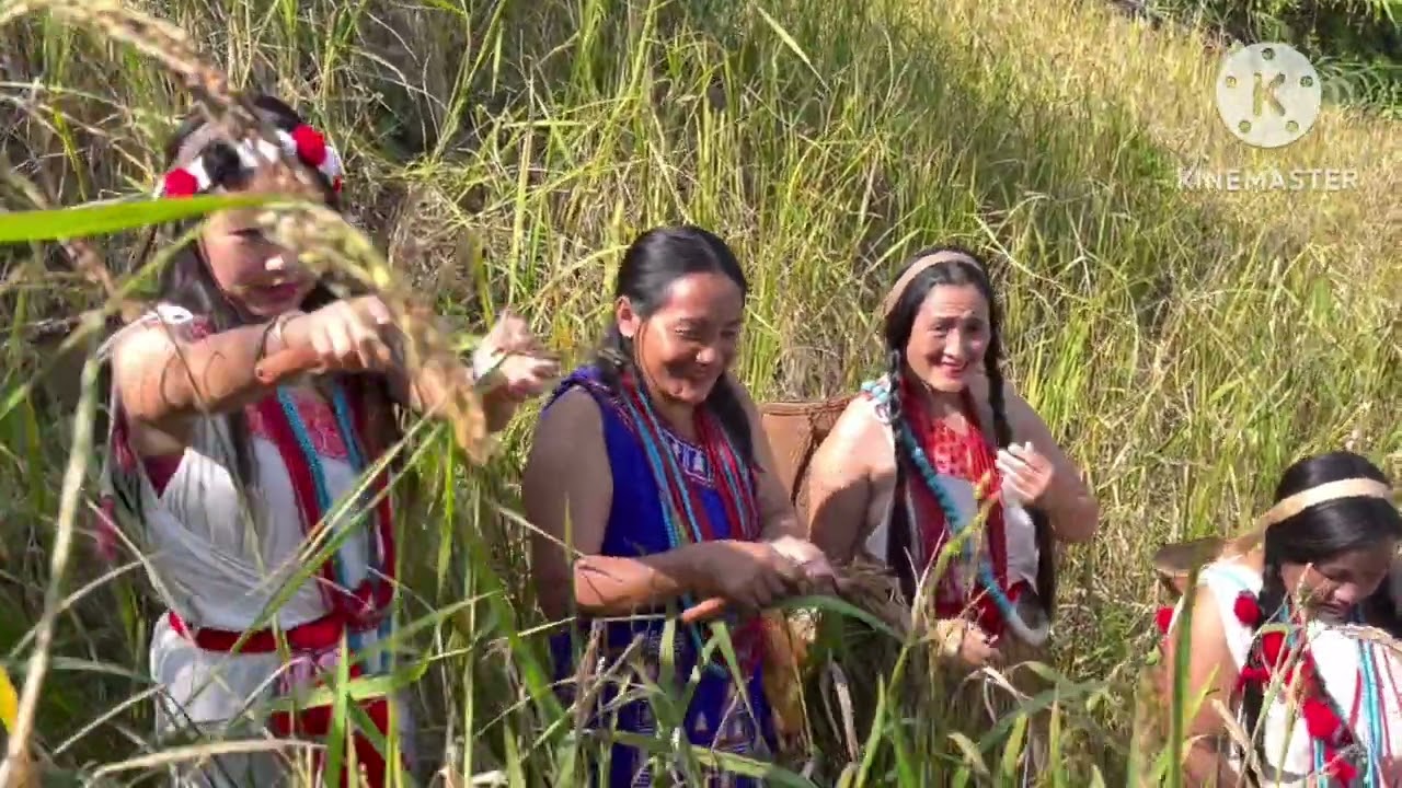 The newly Harvested Rice ||Family Frame ||