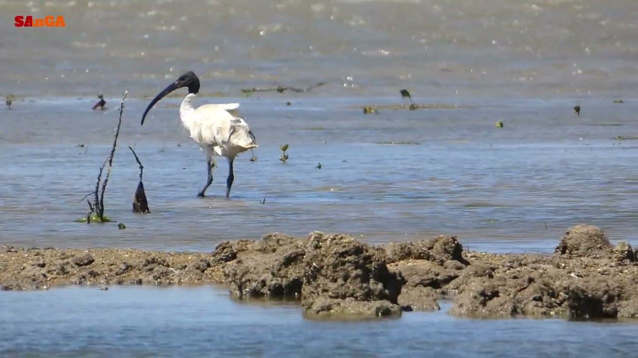 Rare Moment |Bin Chicken Catches a Fish| Windy Day.