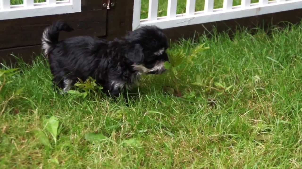 6 Wochen alte Bolonka Zwetna Welpen