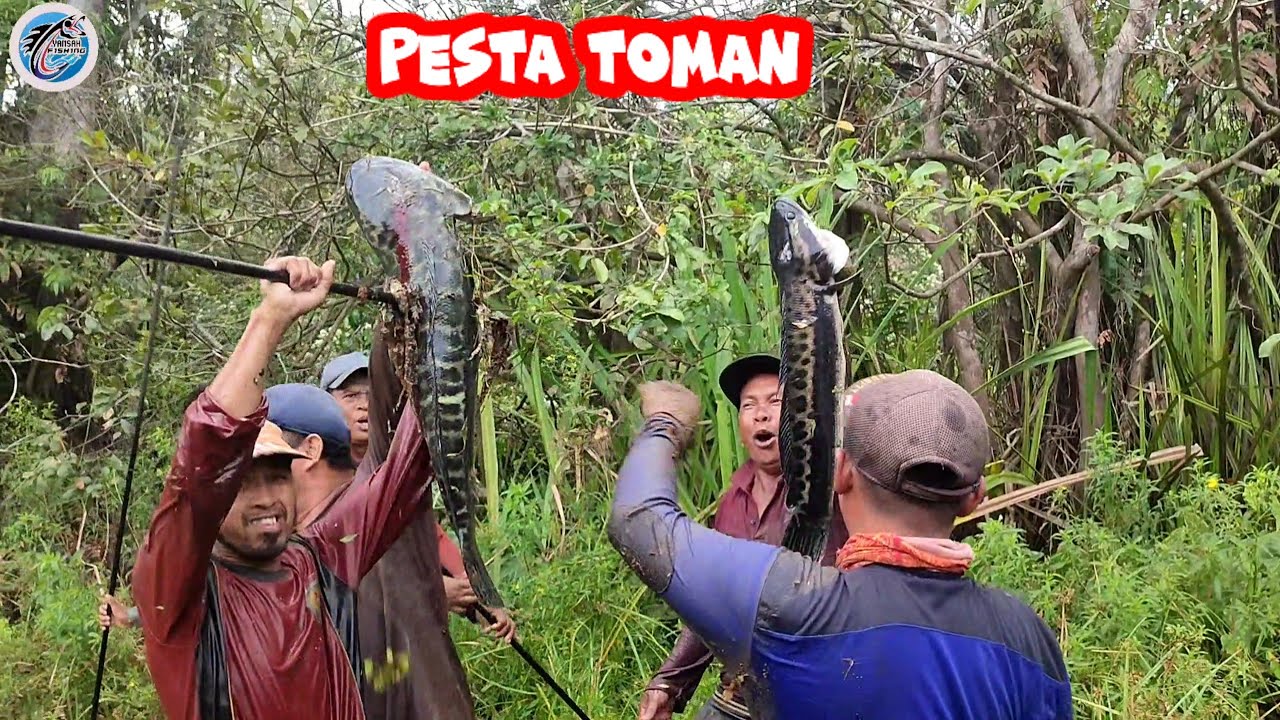 TOMAN 7KG TEMBUS DI HANTAM PONJIT