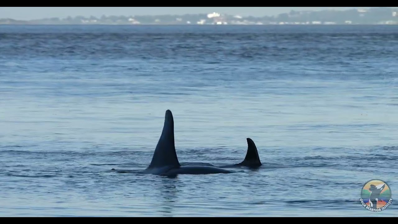 J Pod and the L12s Southern Resident Orcas at Lime Kiln Point State Park | Meet L126 and L127
