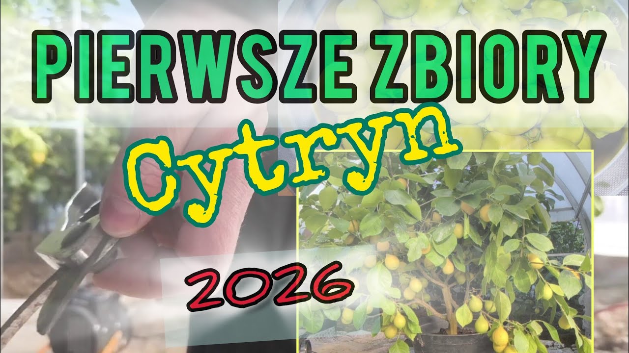 Cytryna - pierwsze zbiory 2026 #cytryny