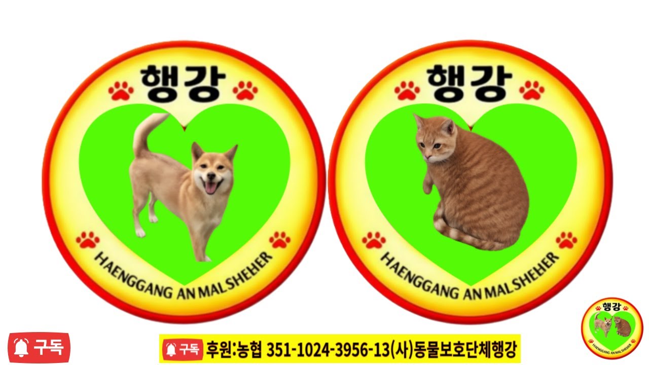 213아이들이 여러분의 도움을 필요로 합니다 #이천개농장 #오키#요키 #입양홍보 #행강유기동물입양센터