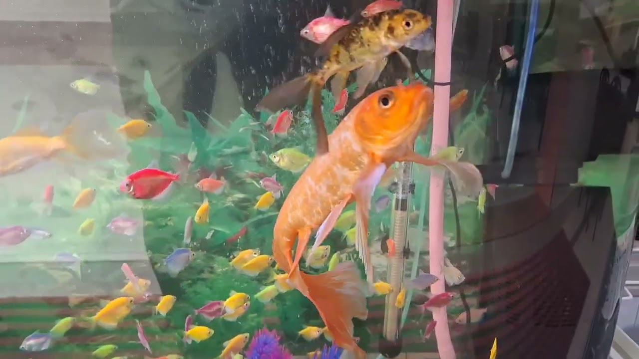 Lot's of beautiful fishes 