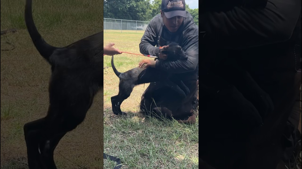 3 month old Jo #knpv #dutchshepherd #policedogs