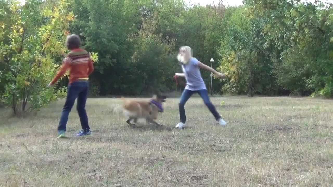 Belgian Shepherd Dog (Tervuren) Playing