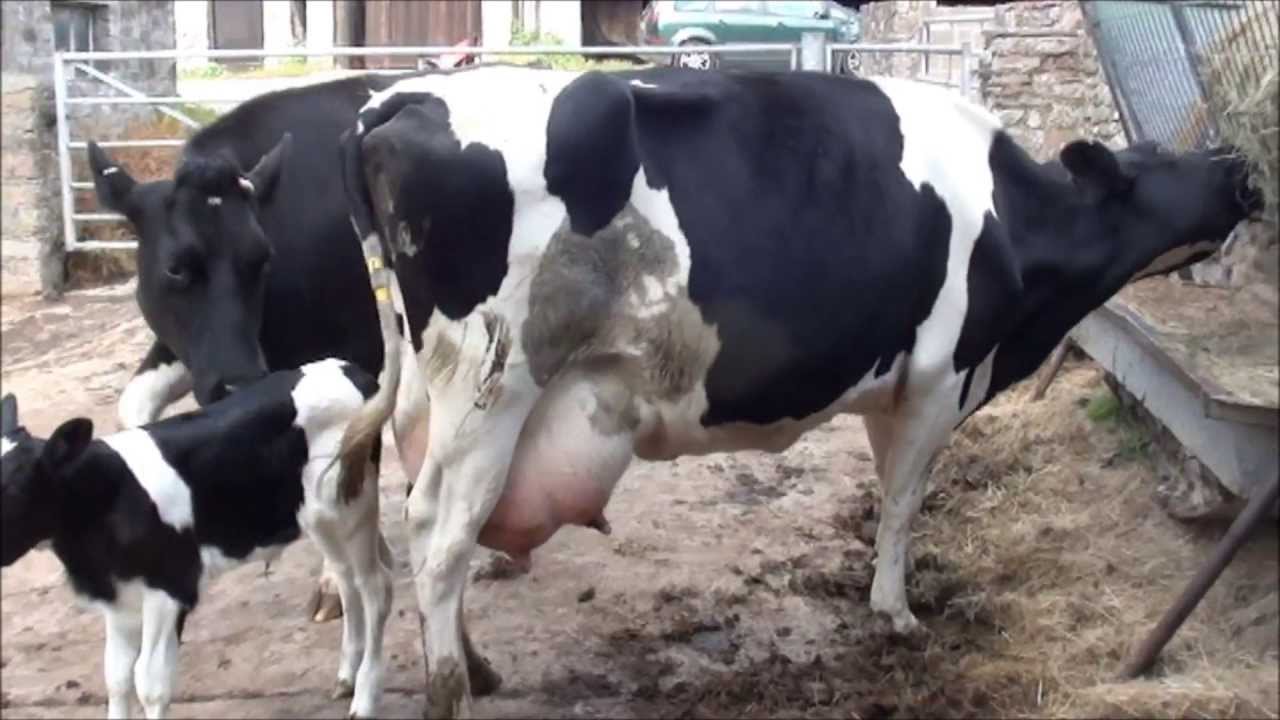 Bringing a new born calf home