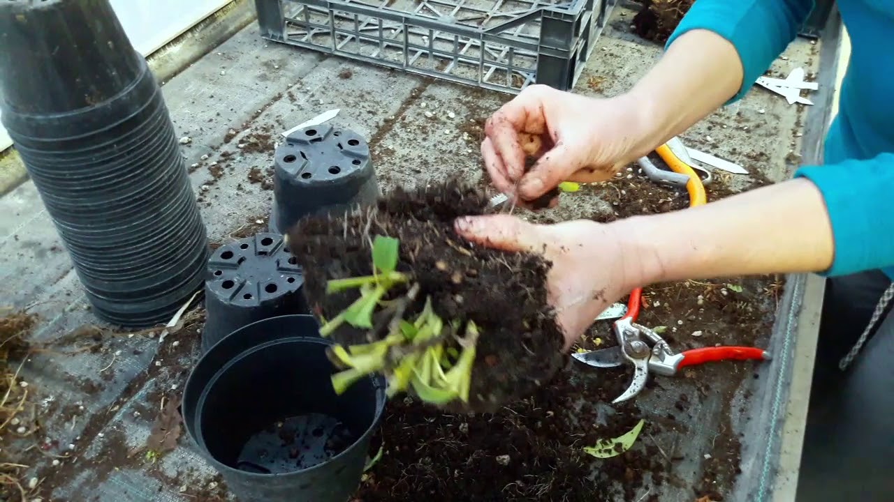 Come moltiplicare l'echinacea per divisione - tutorial