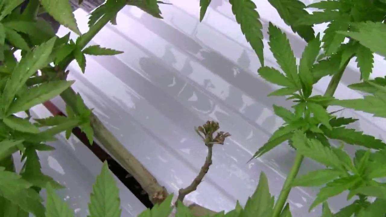 marijuana cannabis grafting (update)