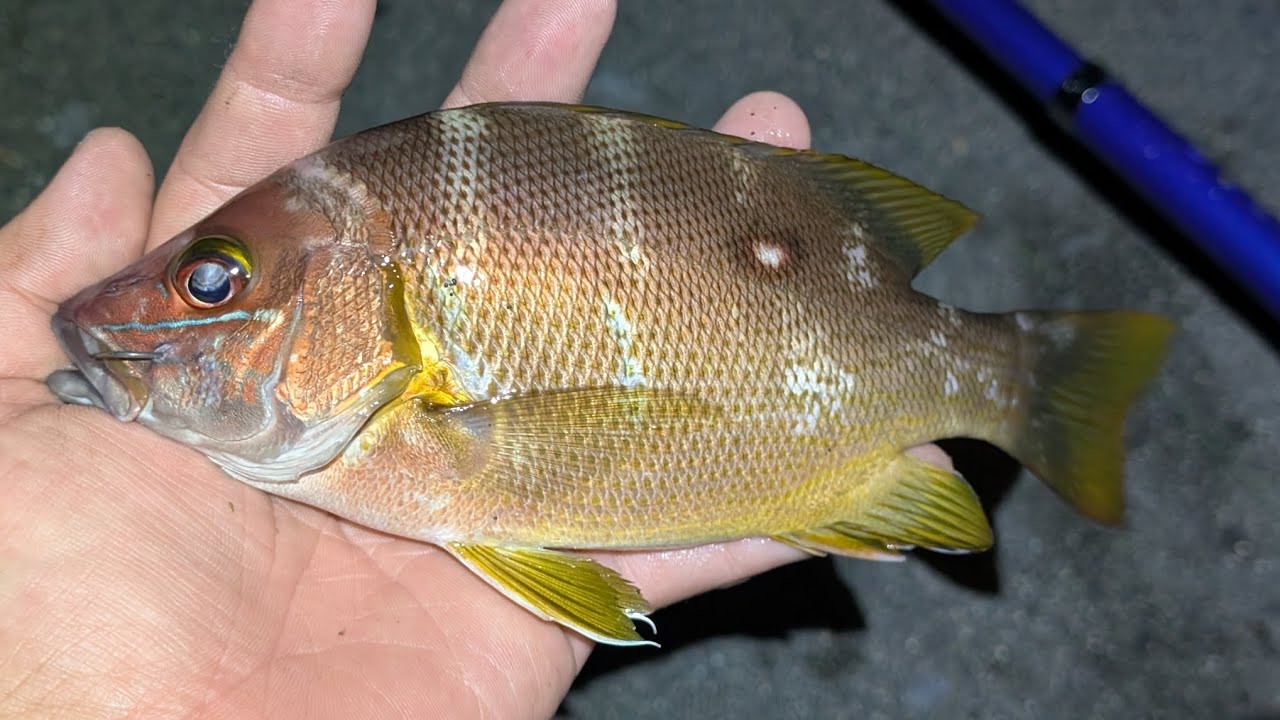 【夏の夜釣り】予想外の魚が釣れたので刺身にしたら美味しすぎた