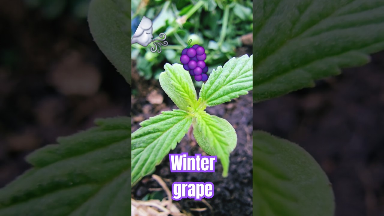 ⚕️ Hyperlapse of the continued development of pure cannabis plant | Winter grape