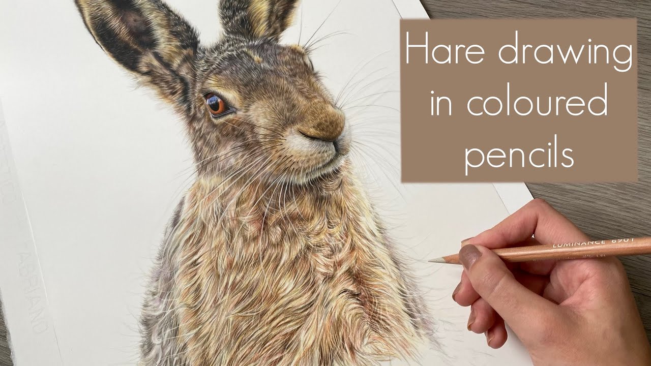 REALISTIC HARE DRAWING IN COLOURED PENCILS