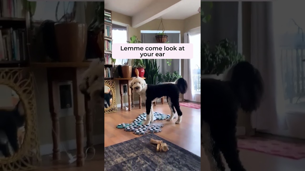 Doctor Bunny (she is srsly smart) | What About Bunny #fluentpet #sheepadoodle