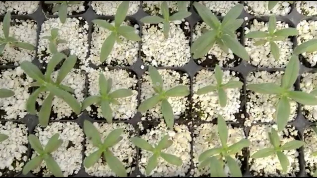 The Serranillo National Forest Genetic Resources Centre