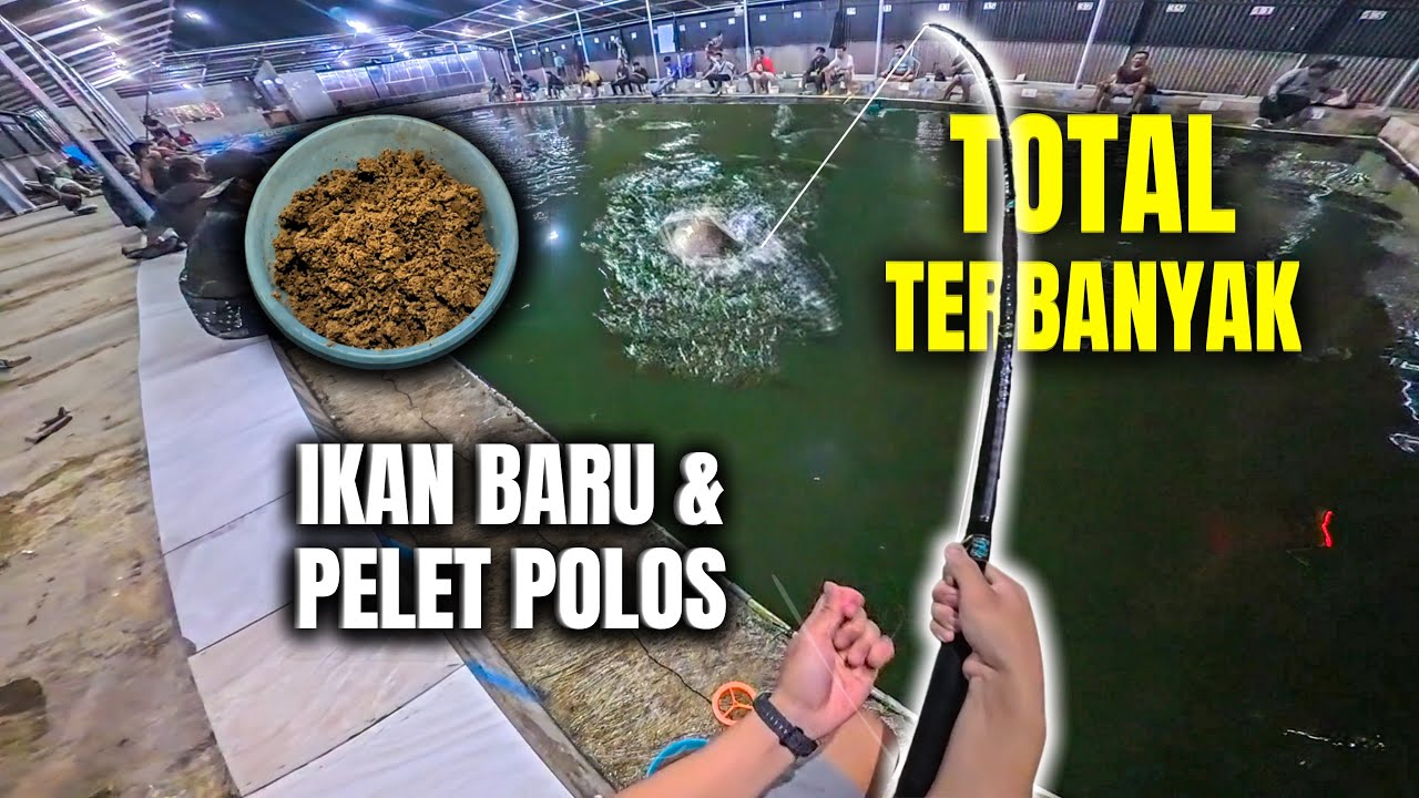 Pelet Polos buat Ikan Baru! Total Terbanyak Mancing Galatama Bawal