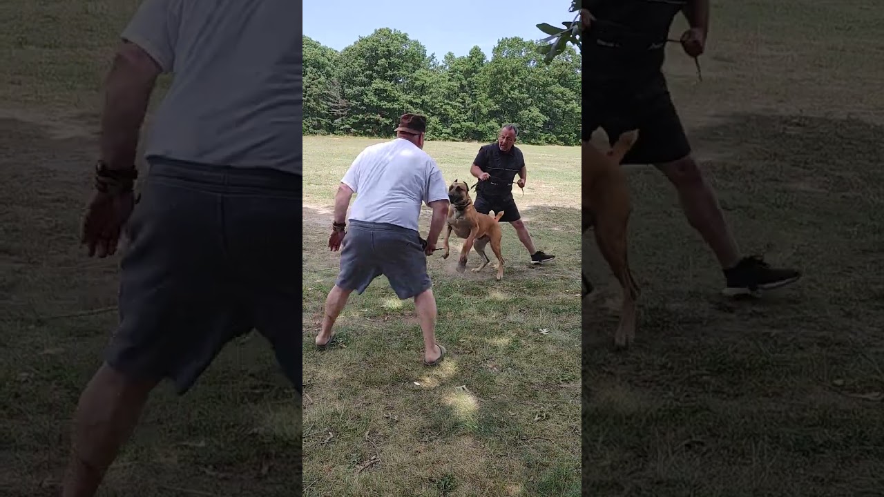 Donovan Pinscher Dante IPO1-  agitation, no bite