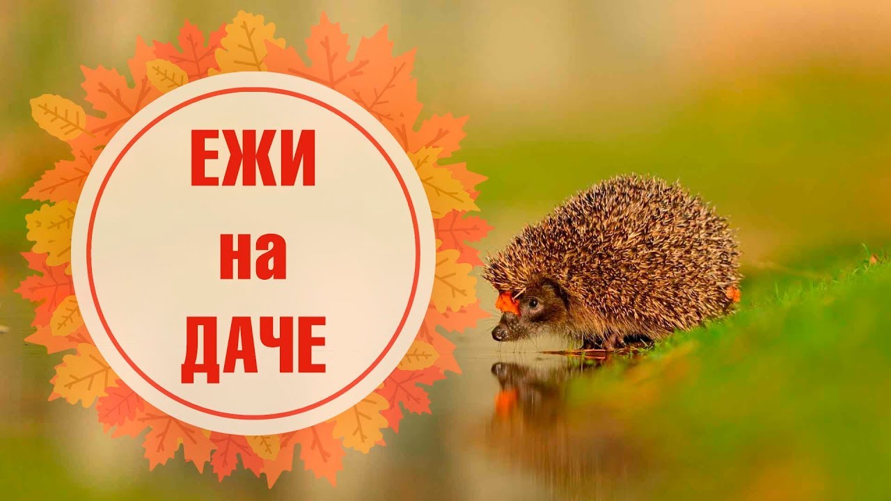 Ежи на даче 🌟 Чем полезны и опасны ежи? ➡ Мифы о ежах