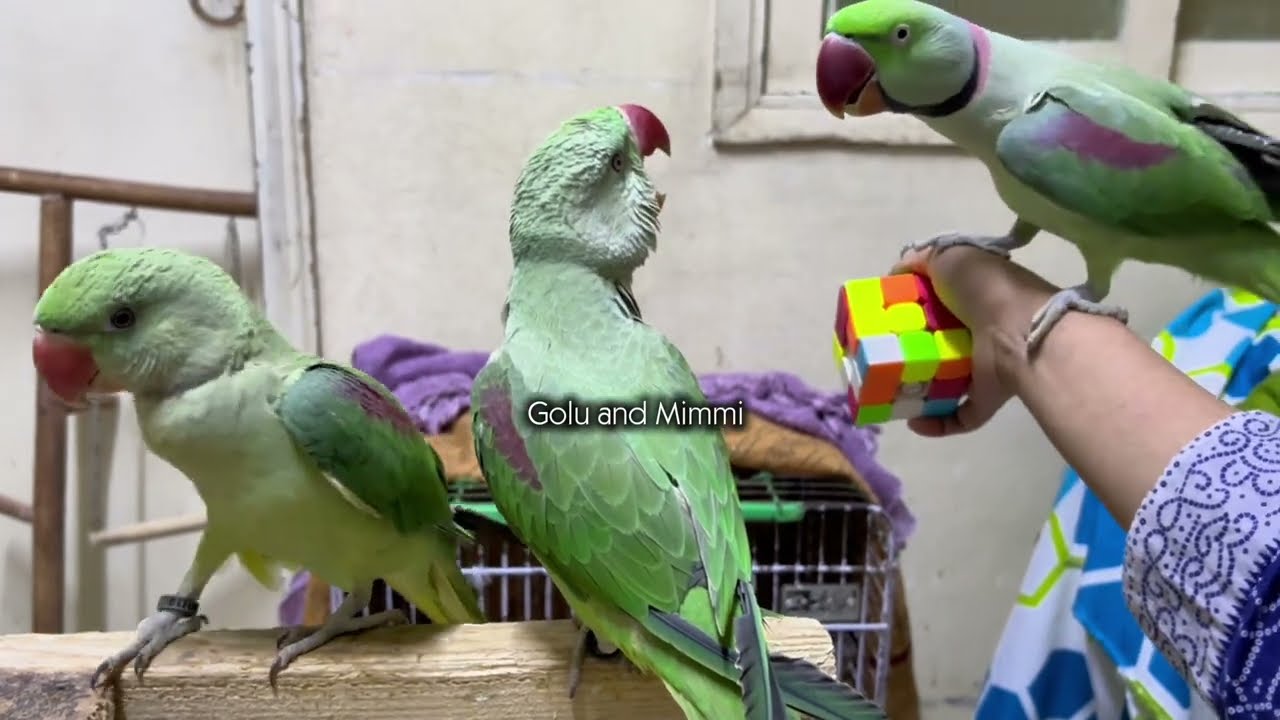 Mango Maxi ki hoi Golu se larai #goluandmimmi #birdvlog #parrot #alexanderparrot 