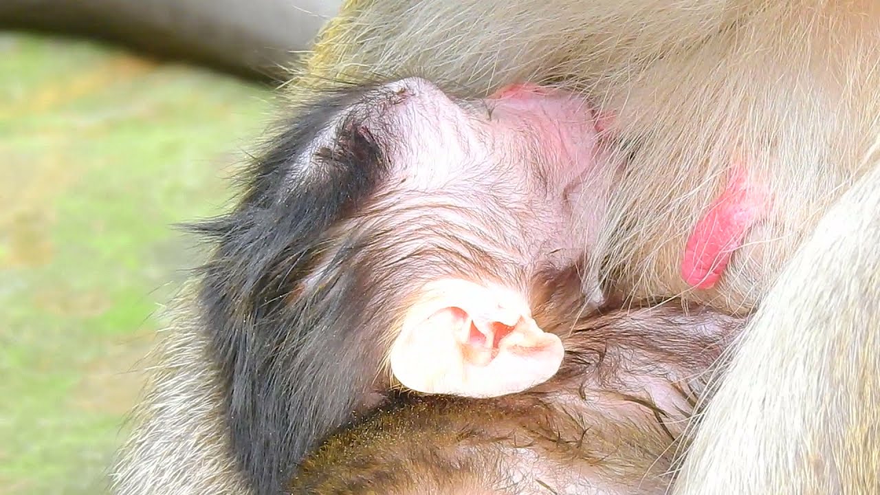Special Day: Monkey Maria Welcomes Her New Baby