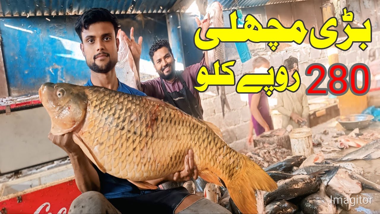 بڑی مچھلی 280 رز کلو