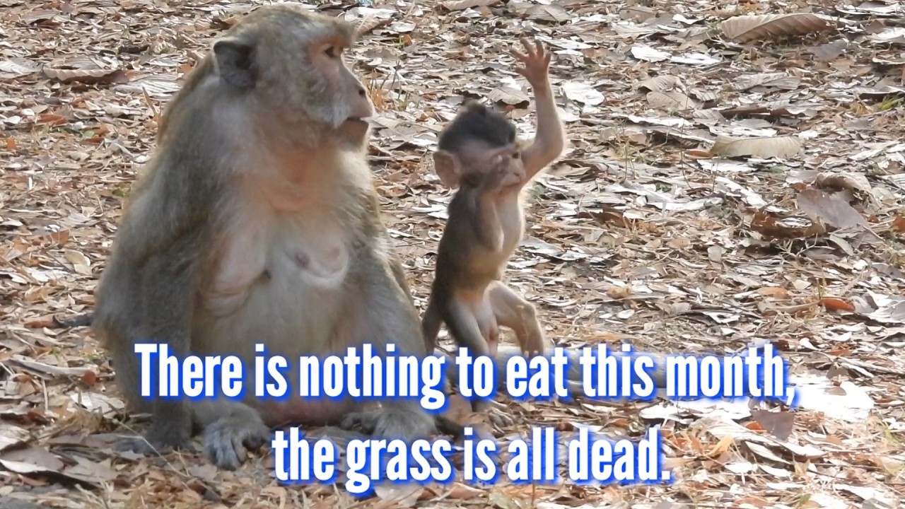 There is nothing to eat this month, the grass is all dead