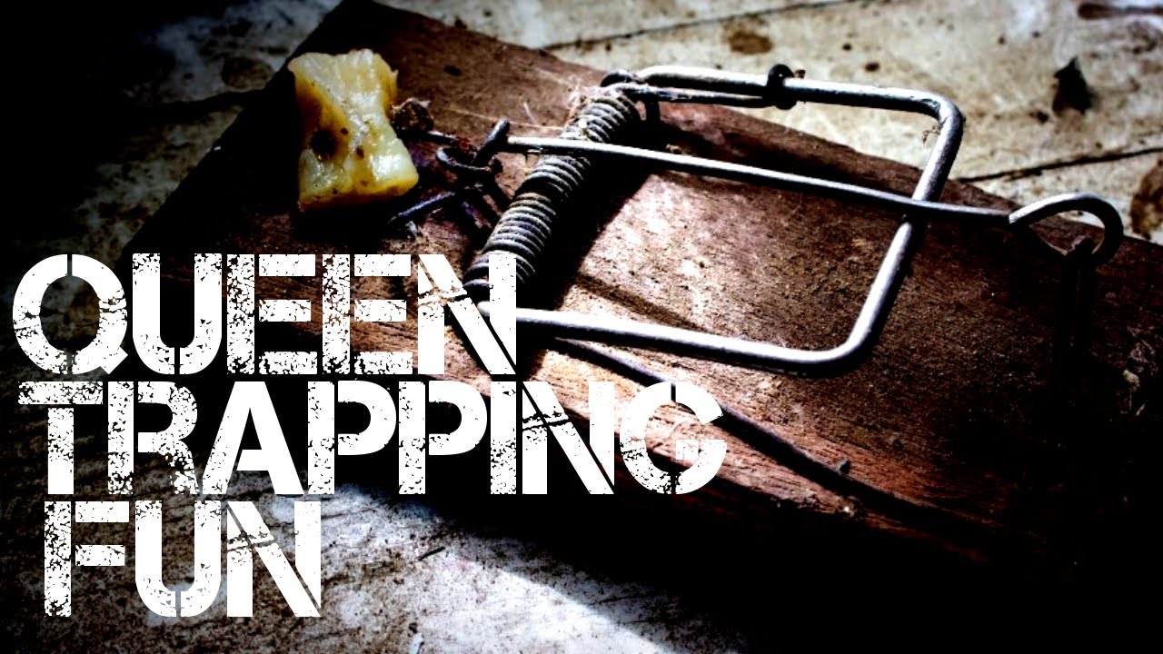 Queen Trapping Fun (Vienna Full Copycat line)