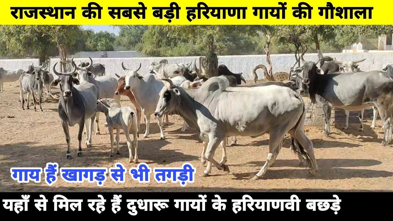 हरियाणा नस्ल की सबसे बड़ी गौशाला👌 अनेकों चैंपियन नंदी यहाँ से निकल चुके हैं 👍 Top Haryana #Cow Breed