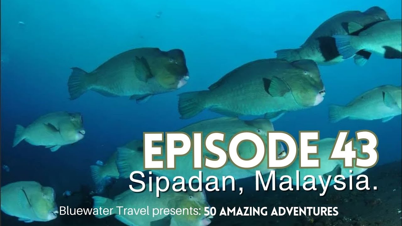 🔥 All you need to know about diving in Sipadan, Malaysia!