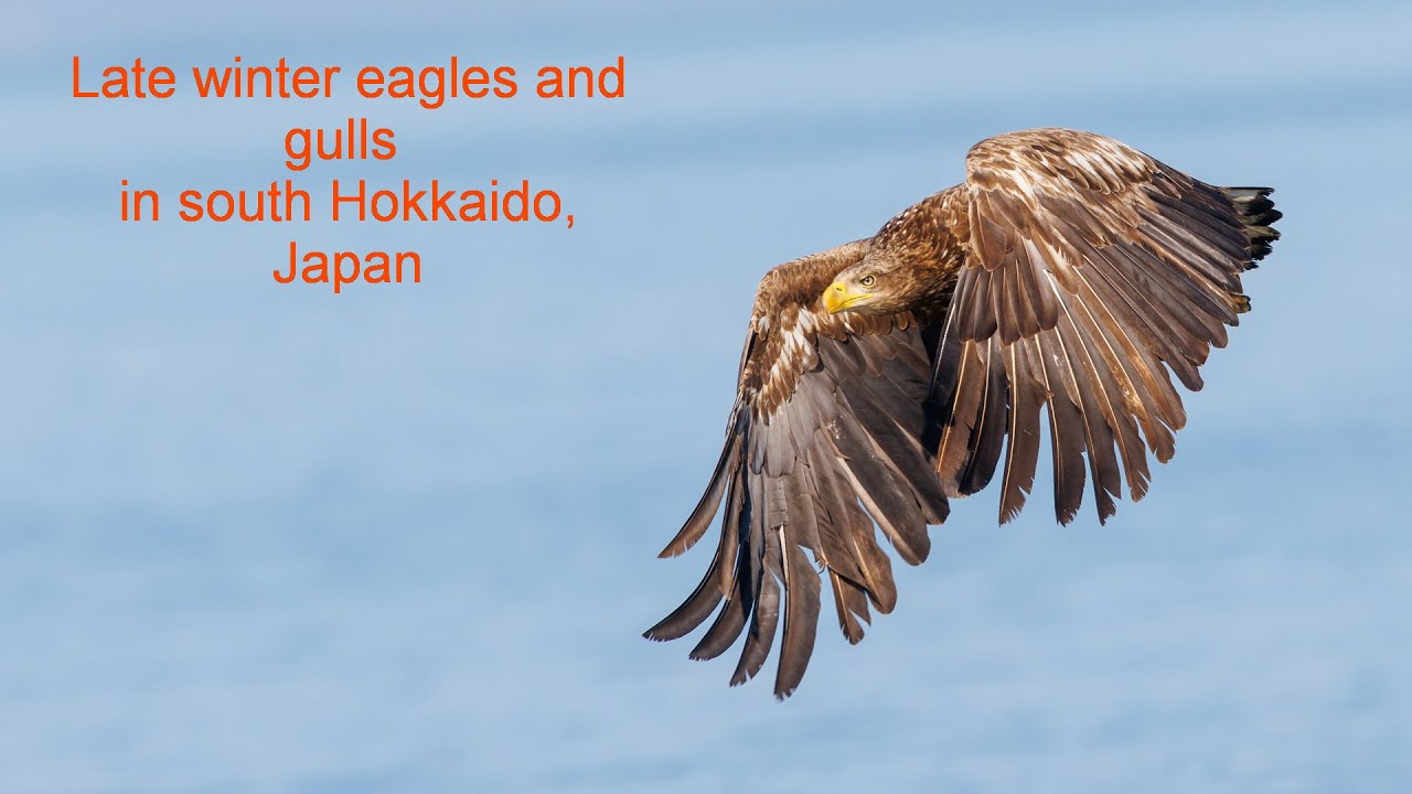 Late winter eagles and gulls in South Hokkaido, Japan