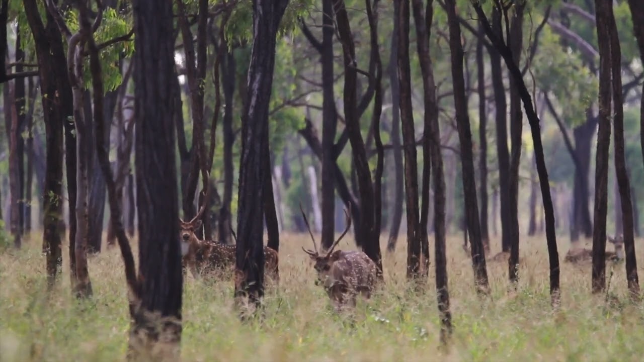 Calling In A Chital Deer Stag With Hind Calls - Spotted Safaris