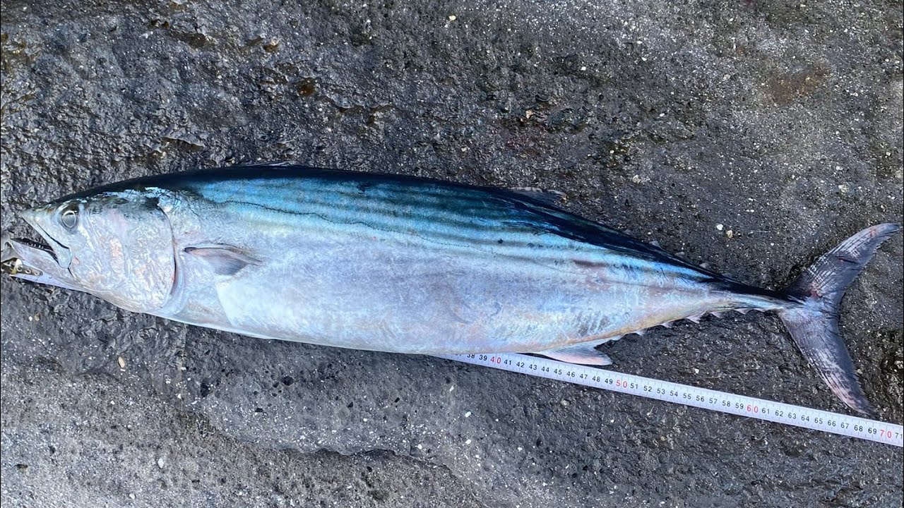 Shorejigging Feed Popper ve Needle jig ile trofe torik