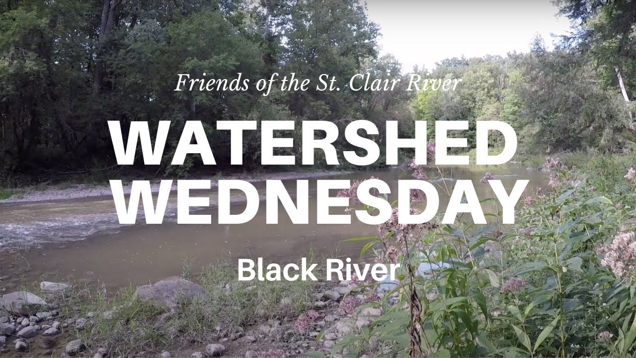Watershed Wednesday Series Episode 1 - Black River, Port Huron State Game Area