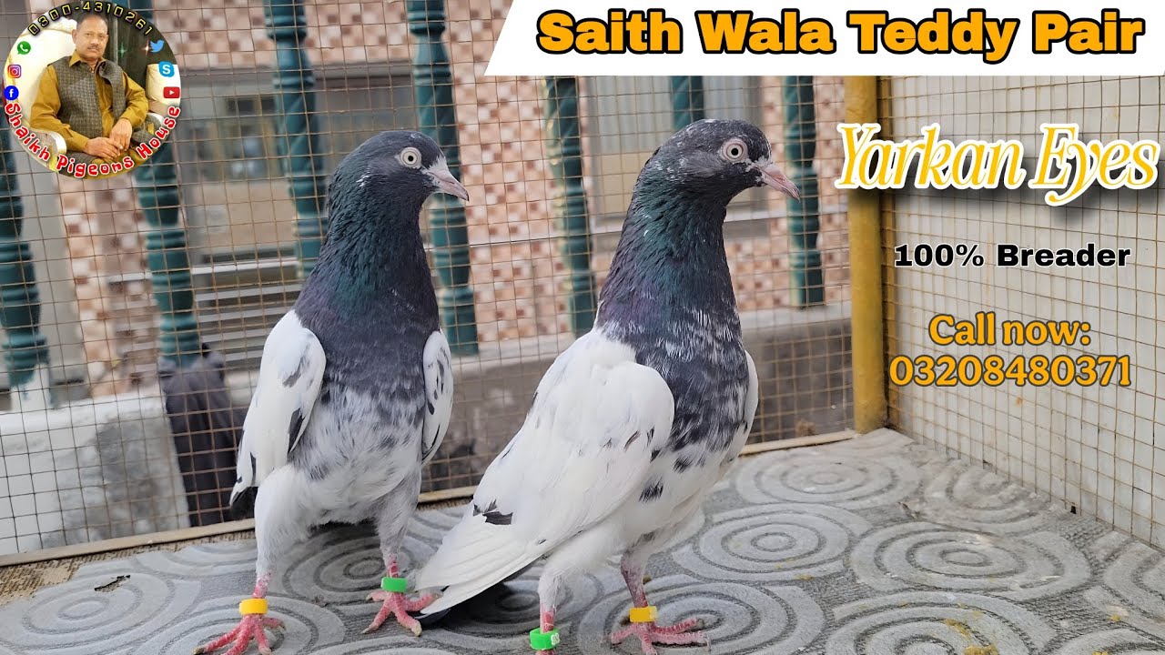 Yarkan Eyes Saith wala Breader Teddy Jora | For Sale | Shaikh-Pigeons-House