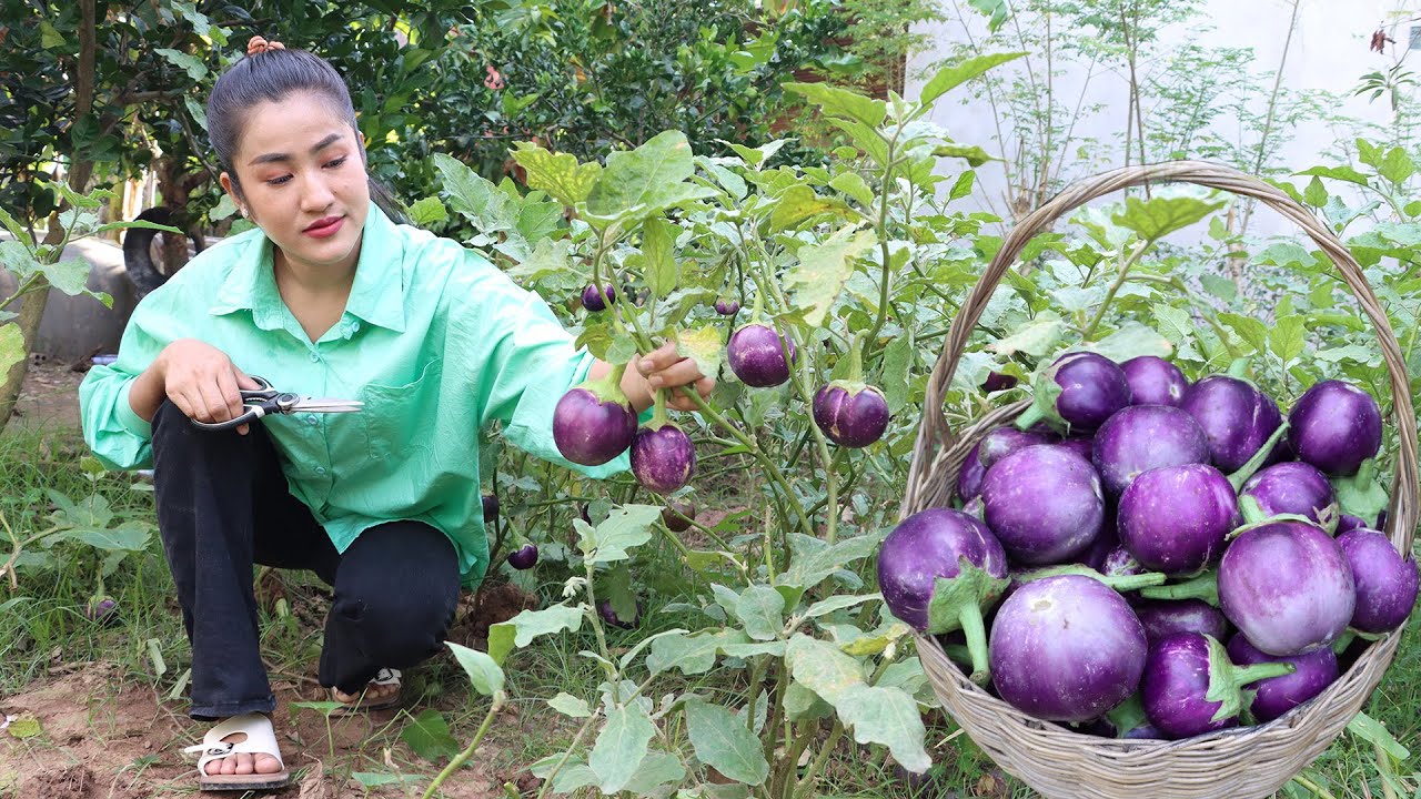 Cooking with Sreypov: Harvest Eggplant and cooking | Chicken curry cooking