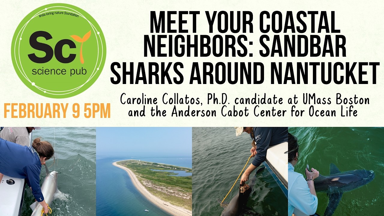 LLNF Science Pub - Meet Your Coastal Neighbors: Sandbar Sharks Around Nantucket - Caroline Collatos