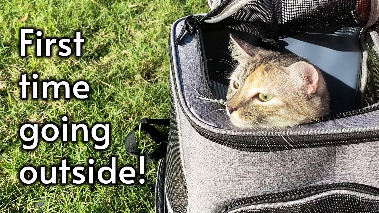 Putting my Cat in a Backpack and Going Outside for the First Time