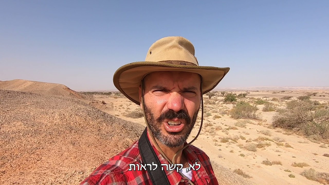 חרדון הצב