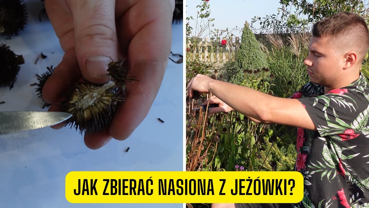 Jak rozmnażać Jeżówki z nasion? - zbieranie nasion Jeżówek (kiedy i jak zbierać z Jeżówek?)