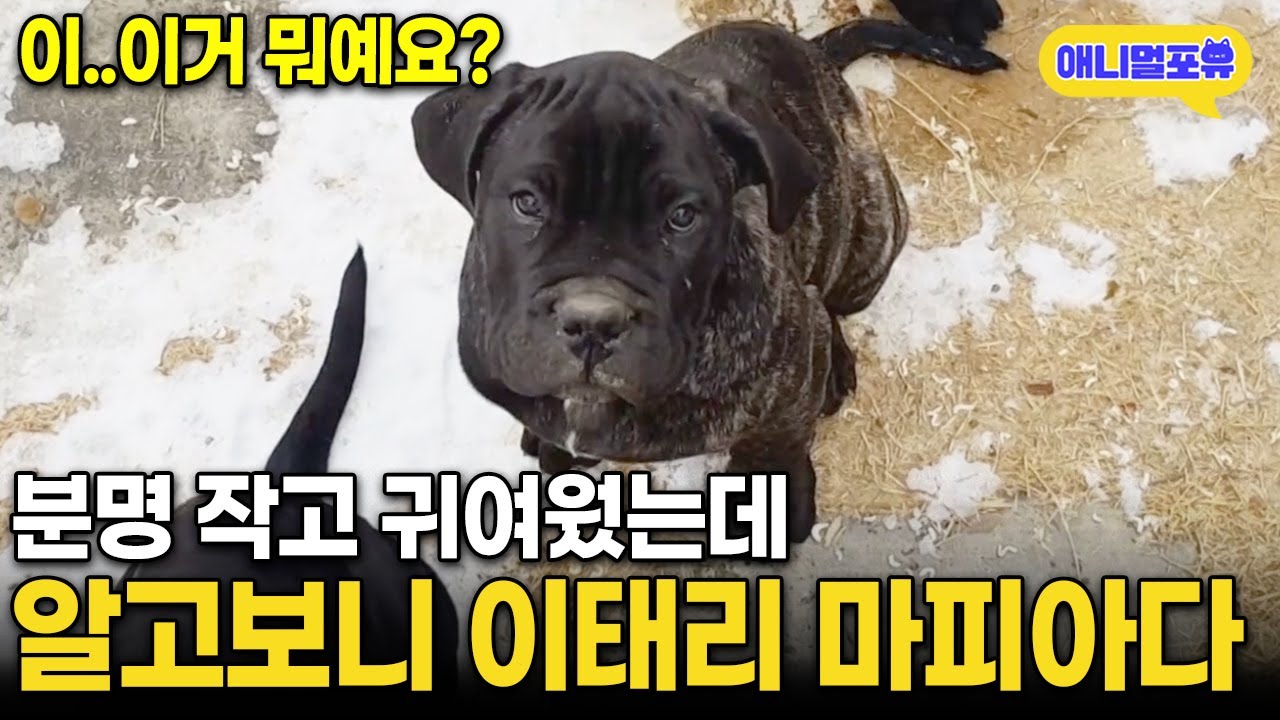 귀여워서 데려온 강아지, 알고 보니 이탈리아 마피아다 ㄷㄷ | KBS 동물극장 단짝 230211 방송