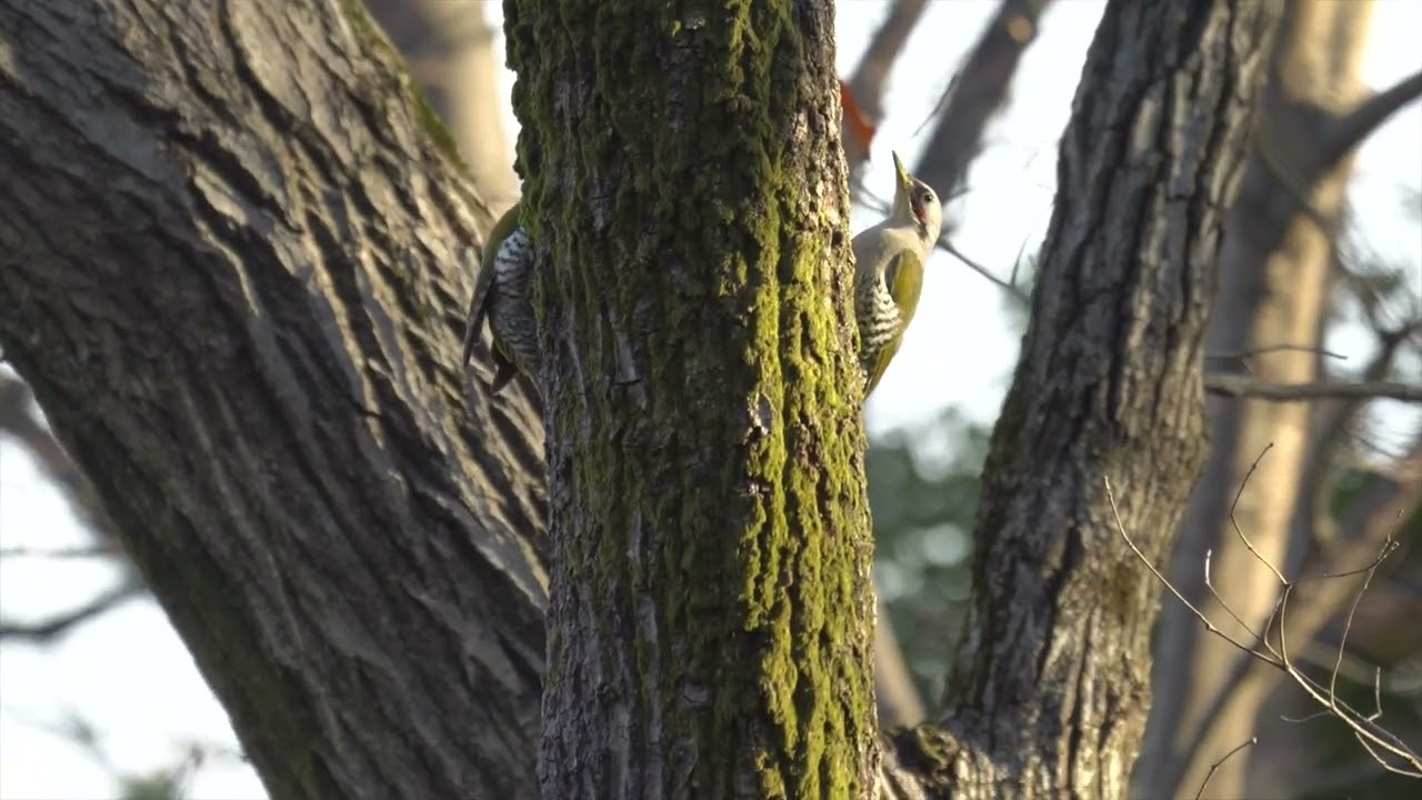 アオゲラのダンス