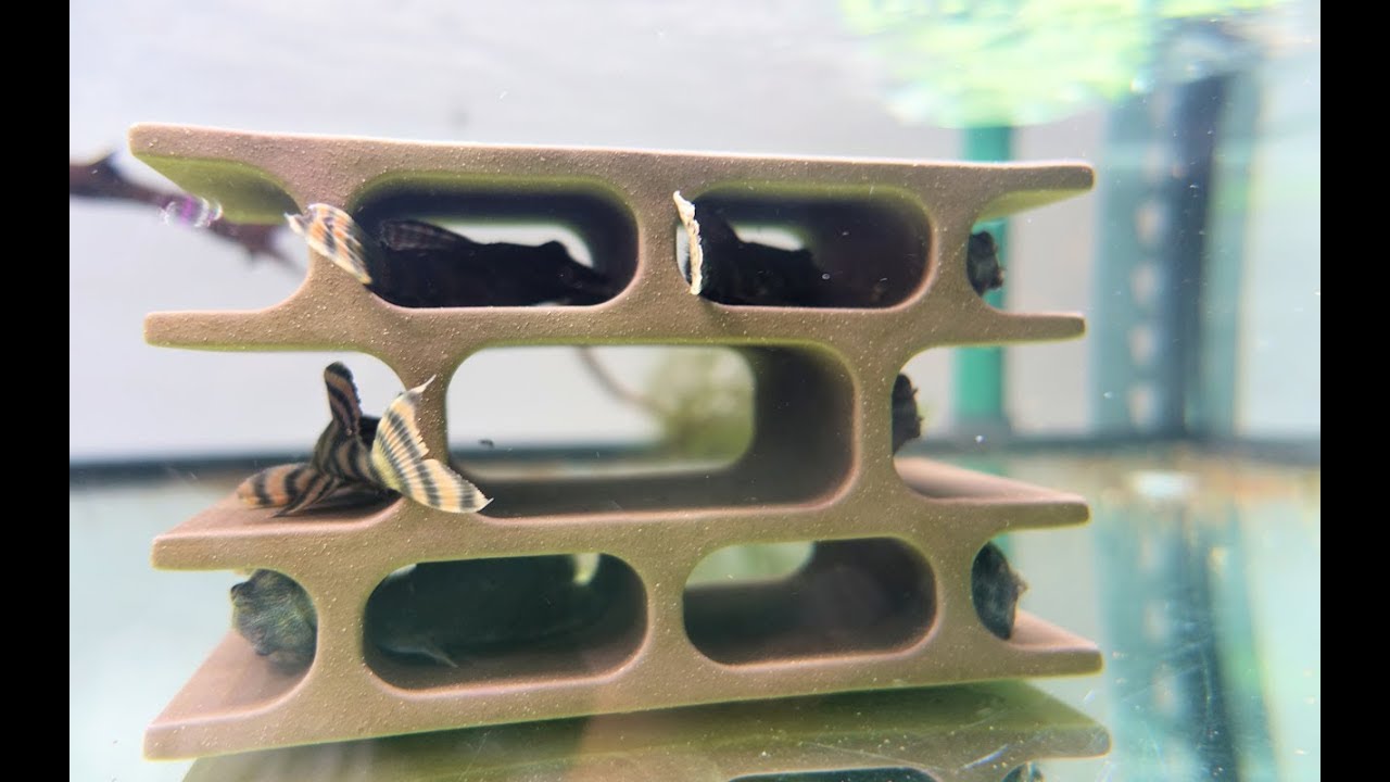 Still No Success on the Pleco Breeding Fish Rack 4K