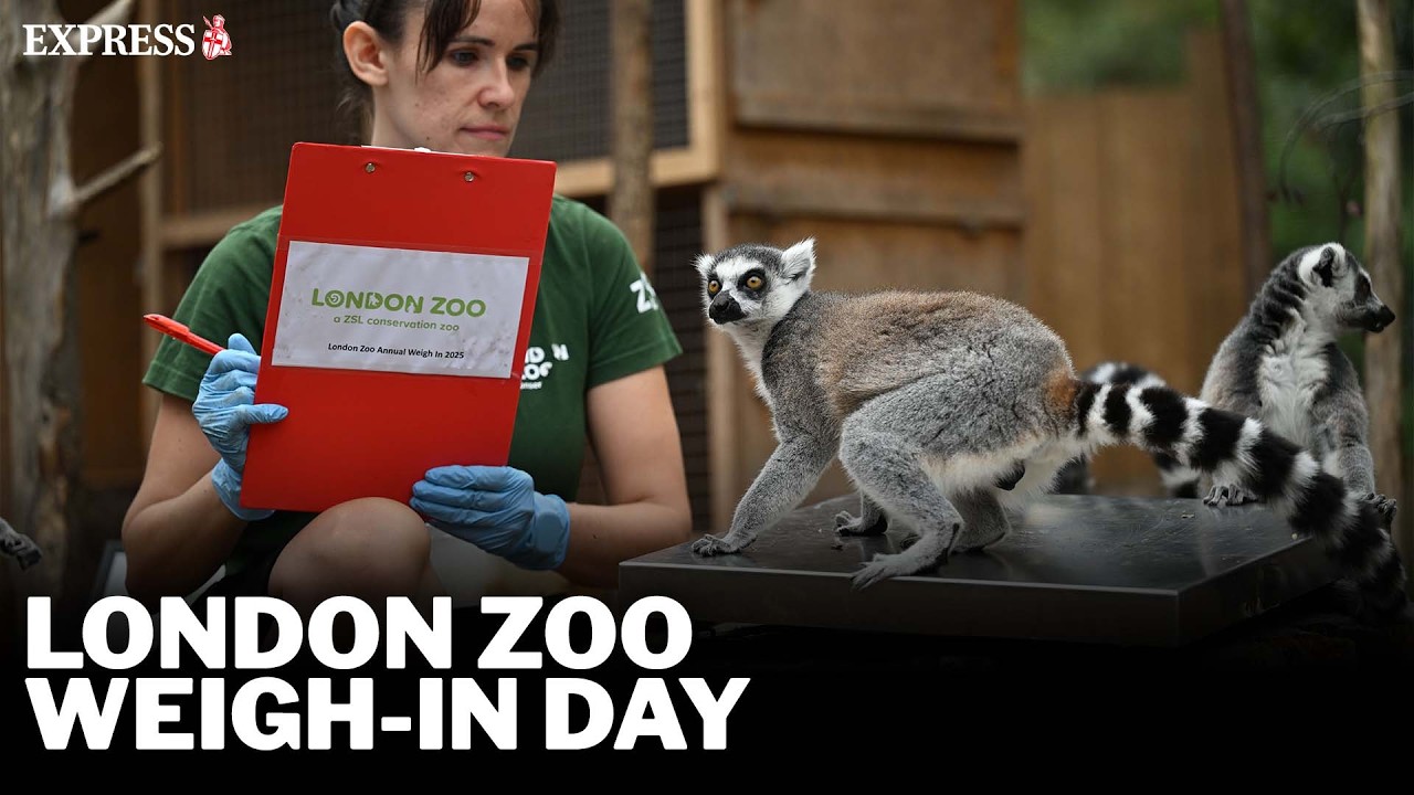 THOUSANDS of London Zoo animals hit the scales for annual weigh-in day