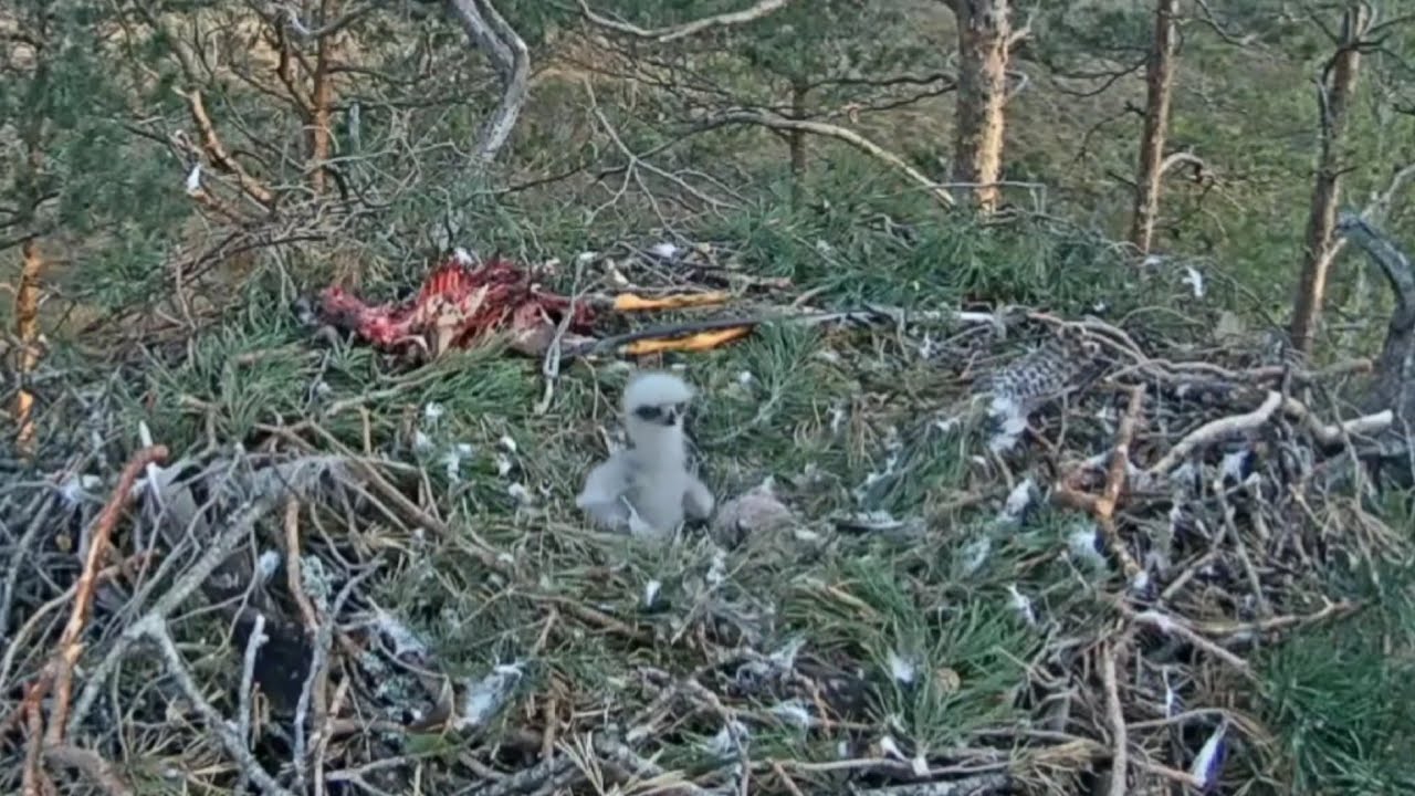 Older eaglet tries to Bonk new born chick | Klin&scaron;u ērglis | Golden Eagle | May 10, 2025