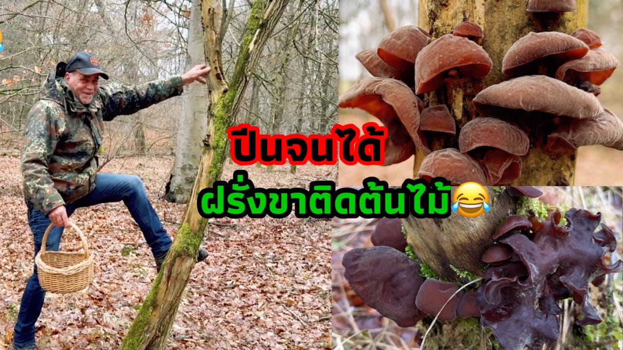 ป้าดๆมาป่านี้เจอเห็ดหูหนูดอกใหญ่ๆกระเทียมป่ากำลังออกอ่อนๆงามๆชีวิตในต่างแดน