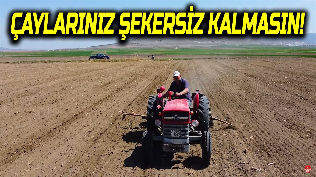50 YILLIK MAKİNALARLA ŞEKER PANCARI EKİYORUZ. MF 135 İLE 2022 ŞEKER PANCARI SEZONUNU AÇTIK.