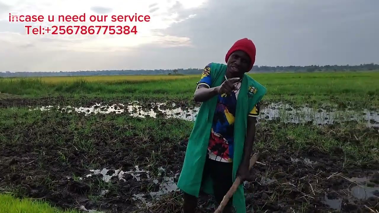 procedures and management practices in rice rice seedlings #uganda 🇺🇬 zabu#.